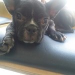 [유기견] 유기견 입양일기-프렌치<b>불독</b> 보태