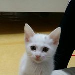 범백 아기묘 "쮸" <b>완치</b>되었어요!