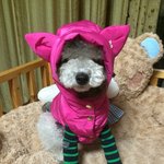 [엘켈첼] 같은미용실?? 이젠 같은옷입는 강아지들
