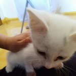 [도와주세요] 아기묘 쮸 범백 <b>완치</b>!