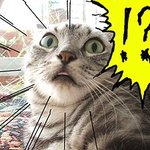 [틴펫이야기] 100년 <b>역사</b>의 우리나라 최고로 오래된 식당.jpg