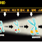 [EXO] 암의 <b>생성</b>과정