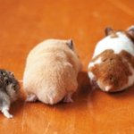 [EXO] 궁<b>댕이</b>가 여기저기 있넹