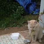 광주 광산구 노란고양이 잃어버리신분
