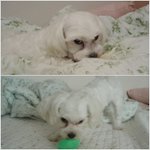 [강아지사진] * 유기견에서 우리집 막둥이가 된 깜비이야기 *