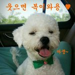 <b>비숑</b>이 해맑게 웃는다 >ㅡ< 꺄아아 ~