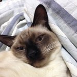 [꽃보다쿤이] 꽃미냥 쿤이 이야기-14화 ( 내 집 마련의 꿈 )