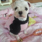 [행바] 저희집막내 행<b>바에</b>요~