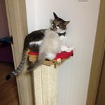[탑과라떼] 라떼의 탑오빠사랑