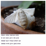 [널스토리] 몰래 옆집누에<b>나방</b> 훔쳐보기