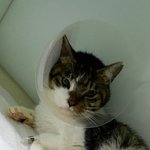 [살구] 기회조차 주어지는것이 살구에겐 사치일까요..? 두번째