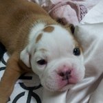 [<b>불독</b>이야기] 무섭지 않아요! 8탄 <b>불독</b>과 시츄이야기