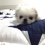 [도와주세요] 4개월 강아지 <b>분양</b> 5일차 파보 진단 받았어요