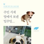 [나주천사의집/믹스] 주인 시체 옆에서의 일주일, <b>영호</b>의 아픔을 보듬어주세요.