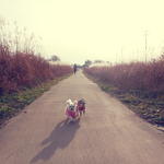 [콩과제리] 산책해서 신난 콩과제리