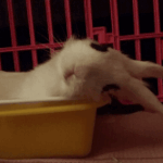 [토끼판코코] 안녕하세요 토끼 코코 에요^.^