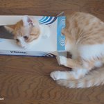 [유봉이네] 고장난 고양이들 (유봉이네)