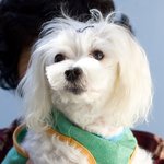 [<b>왕</b><b>말</b>티] 크다고 사랑스럽지 않은건 아니랍니다