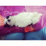 [<b>밤비</b>짱] 말티츄 너무 이쁜 <b>밤비</b> !!