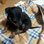 [동물사랑방] 너무너무이쁜 미니핀한번 보실래요~?^^