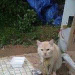 광주광산구 이쁜냥이 가족이 필요해요 ㅜㅜ 사진있어요