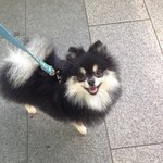 <b>포메</b> 털이 이상해여~조언좀,,,