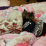 [강아지사진] +(추가)저의 오랜친구를 떠내보내는 준비중입니다.