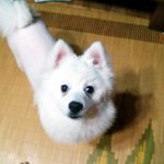 펌] 치즈가 <b>열흘</b> 만에 집으로 돌아왔습니다