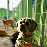 <b>번식</b>장에서 평생 새끼만 낳다 두 눈을 잃어버린 꼬까