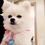 [강아지사진] 어딜 가도 이쁘다고 <b>난리</b>에요 ㅋㅋㅋ