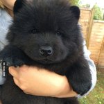 [oc8] 논란을 불러일으키는 사진  <b>개야</b> 곰이야?