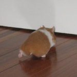 [EXO] 햄스터 궁<b>댕이</b> 포동포동