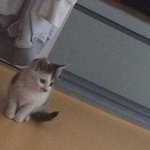 갈곳없는 모카의 가족이 되어주세요ㅠㅠ