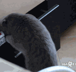 [꿀고양이] 귀엽고 사랑스러운 고양이 움짤 모음