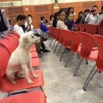 중국에서 강의 듣던 열공하는 개 맞아 죽어.