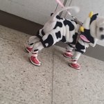 [강아지사진] 돈돌이의 첫<b>산책</b>길~~