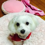 [행보기] 말티즈 행보기의 일상다반사 5