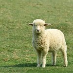 [추억파리여] <b>학업</b> 스트레스로 양 성폭행한 대학생