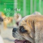 [유기견] [나주천사의집/믹스] <b>오드</b> 아이 '전주'의 크리스마스의...