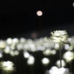 <b>led</b>장미 이번주까지네여