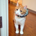 [유봉이네] <b>대도</b> 유봉이(유봉이네)