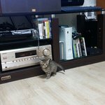 [건빵이] (+추가 동영상 있어요)건빵3개와 버려진 아기고양이 4편