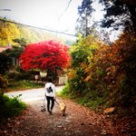 [밤바랑요다] 골든누나 밤바 코기동생 <b>요다</b> 오랜만이에요~