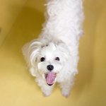 [<b>왕</b><b>말</b>티] 매력짱!  토실토실 궁둥이를 아시나요~?