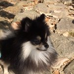 [강아지사진] 가을 느끼는 <b>포메</b>~~