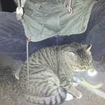 [고양이] 동글동글 귀요미 뚱띠의 행운을 이어줄 집사님을 찾아요~