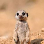 호기심 많은 귀여운 <b>미어캣</b>들