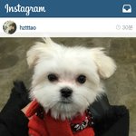 [타오] 타오 강아지 <b>한</b>마리 더 데리고왔네 ㅎ