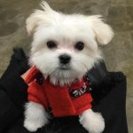 [exo] <b>타오</b> 강아지 이름 kandy
