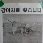 오늘아침 <b>지하</b>철역에 붙은"강아지를 찾습니다 "